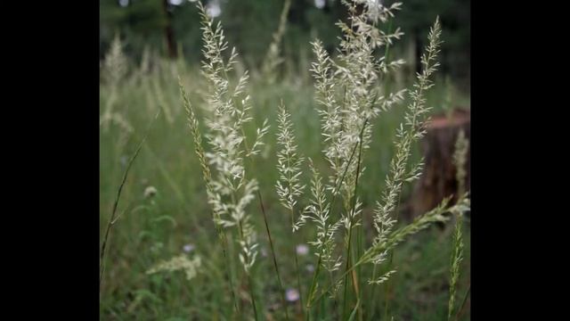 КЕЛЕРИЯ (KOELERIA) сем. Злаки смотреть онлайн
