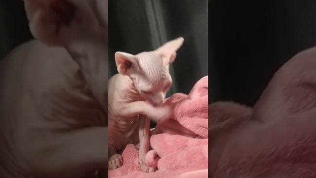 Что забыл помыть котенок? Самый милый котенок Сфинкс Анубис смотреть онлайн