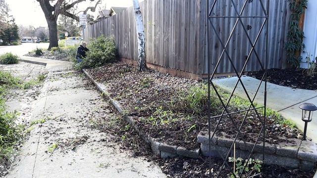 Pruning Plumbago in Zone 9B :: ?Some Plans For This Garden Bed!? :: Dig, Plant, Water, Repeat! смотреть онлайн