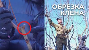 ОБРЕЗКА КЛЕНА. Санитарная стрижка и формирование кроны дерева