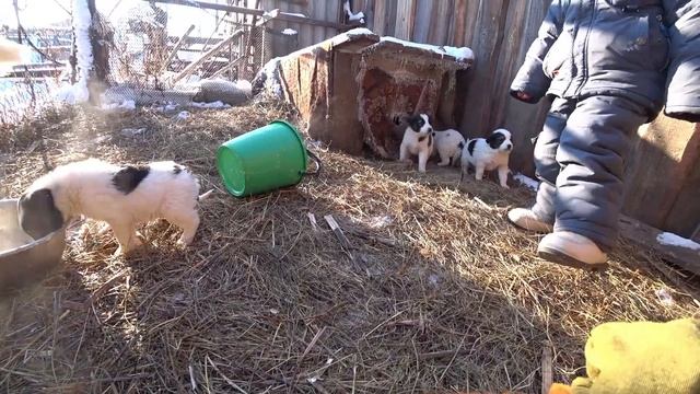 - 40 ЭТУ НОЧЬ ПЕРЕЖИЛИ НЕ ВСЕ ... Отелилась корова .Первая дойка. Жизнь в деревне . смотреть онлайн