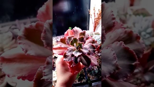 echeveria' Florence ' Эхеверия" Флоренс"-красотка?? смотреть онлайн