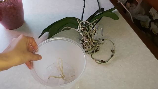 Пересадка орхидеи Golden Leopard с МАГНИТА, фитиль на мокрых пяточках, КЕРАМЗИТ смотреть онлайн