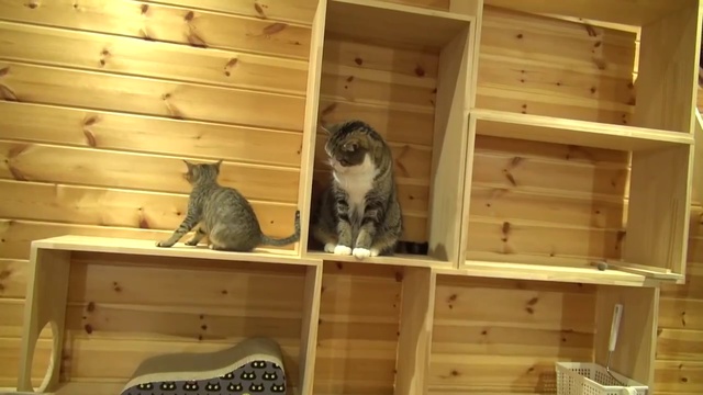 Ханна бегает за своим хвостом смотреть онлайн