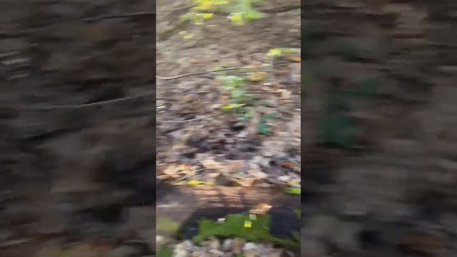 Элитный дубовый дом.Мужики собирают мох для дома