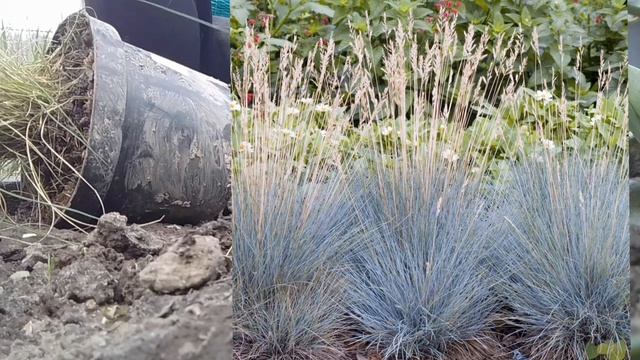 #Злакові#висадка у відкритий грунт #пеннісетум"Хамелеон"#імперата Ред Барон#вівсяниця сиза???. смотреть онлайн