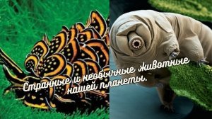 Странные и необычные животные нашей планеты.
Первая часть.