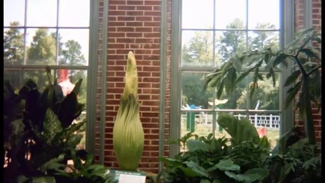 Titan Arum (Corpse Flower) Time Lapse смотреть онлайн
