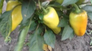 Болгарский перец Подарок Молдовы