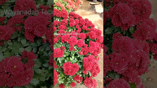 ജമന്തി പൂത്തത് കണ്ട് ബോധം പോവല്ലേ 🥰🥰🥰😍♥️🥰🥰😍😍🥰🥰 смотреть онлайн
