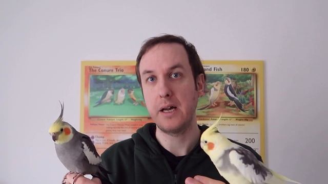 Why Parrots Get Scared | Signs, Causes, Solutions! | TheParrotTeacher смотреть онлайн