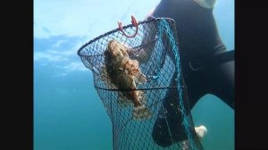 ЛОВЛЯ КРАБОВ РАКОЛОВКАМИ. Черное море.  Крым.  пос.  Штормовое