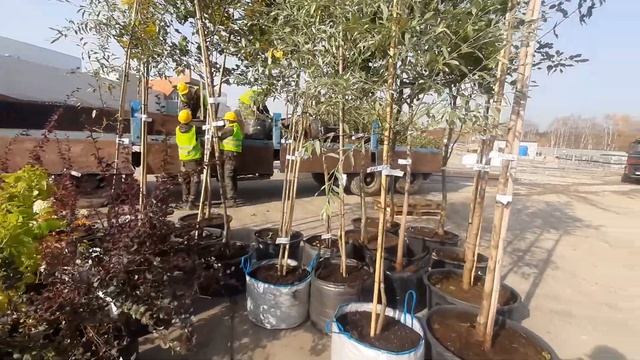 Поставка крупномеров для ТРЦ «Планета» из Питомника смотреть онлайн