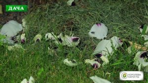 ПИОН ДРЕВОВИДНЫЙ - посадка, уход, размножение