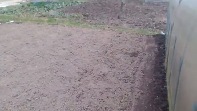 Посадила лук Геркулес и Стурон. И посадили раннюю картошку Жуковский сорт и Ред Скарлет смотреть онлайн