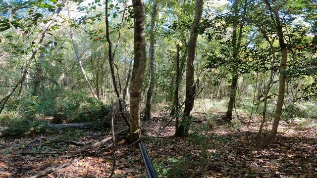 These Woods Were LOADED, BUT.... | Louisiana Public Land Squirrel Hunt смотреть онлайн