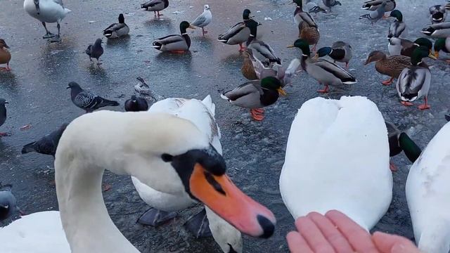Feeding The Swan Family & Ducks on Ice смотреть онлайн