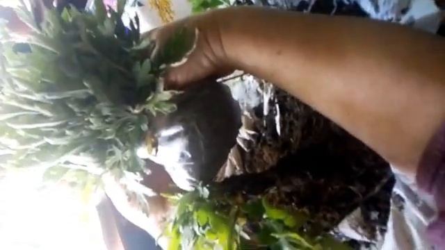 Хризантема мультифлора. Подготовка к высадке укорененных черенков в грунт. смотреть онлайн