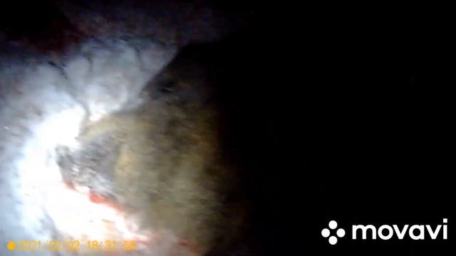 Охота на кабана смотреть онлайн