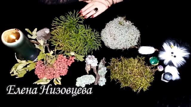 Магия мха [Что может мох. Как с ним работать] Виды мха. смотреть онлайн