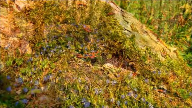 Тисо - самшитовая роща в марте, Сочи смотреть онлайн