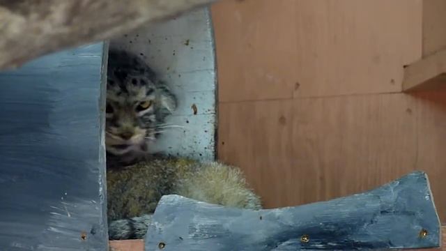 201005 Manul смотреть онлайн