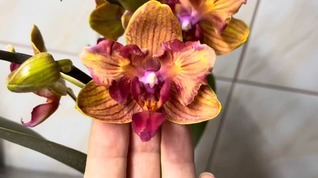 в красках осени …??? Мои новые орхидеи бабочки. ??? смотреть онлайн