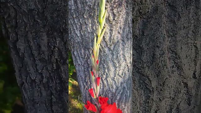 ГЛАДИОЛУС ТРАДЕРХОРН смотреть онлайн