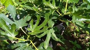 Инжир в Подмосковье 16.06.2021, развитие кустов в загл теплице и горшках в откр. грунте. Сад Копейк