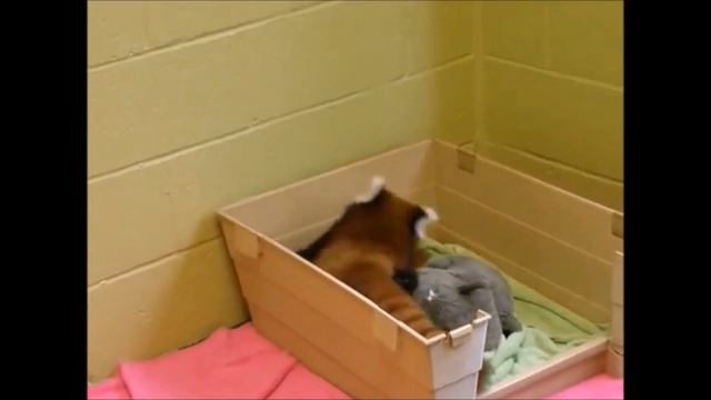Incredibly Adorable Red Panda Playing Compilation смотреть онлайн