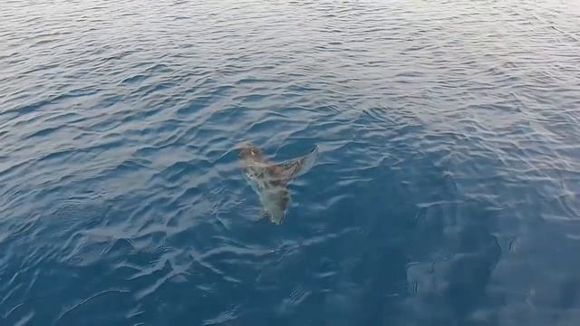 Луна - Рыба! Pez Luna! смотреть онлайн