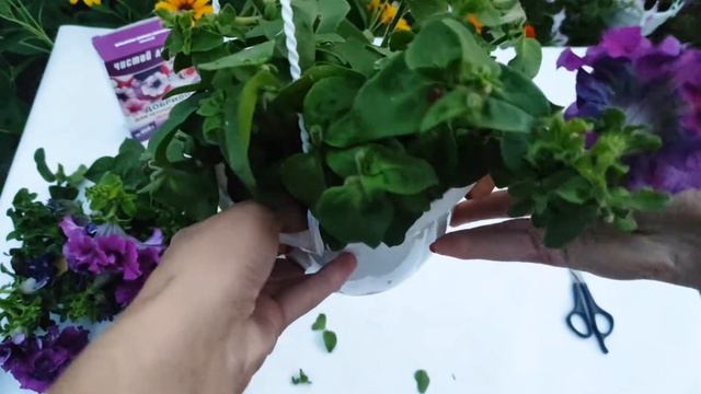 Секреты пышного цветения петунии смотреть онлайн