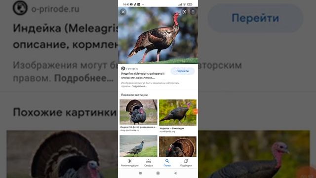 животные северной америки ??? смотреть онлайн