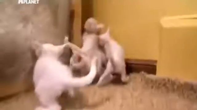 Као мани 101kote.ru Khao Manee 101cats смотреть онлайн