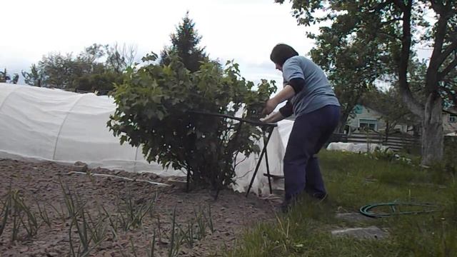 Обзор покупки из магазина Светофор: Кустодержатель для смородины, сборка Женскими Руками. смотреть онлайн