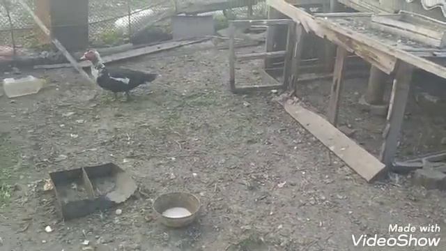 Индоутки не садятся на яйца, индюки, цыплята смотреть онлайн