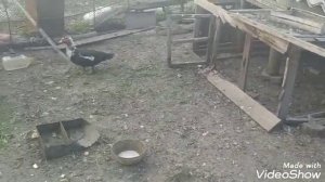 Индоутки не садятся на яйца, индюки, цыплята