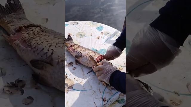 разделка сазана для балыка смотреть онлайн