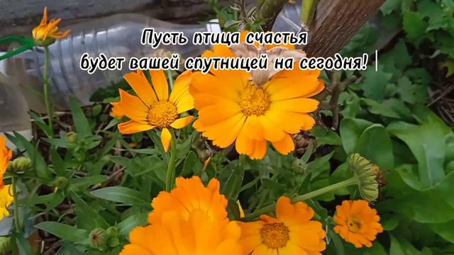 Пусть сегодня птица счастья будет вашей спутницей на весь день! смотреть онлайн