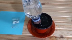 Я попробую вырастить эвкалипт из семян