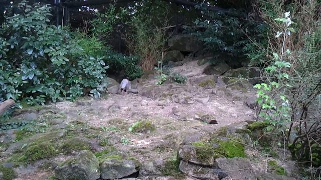 Pallas Cat Otocolobus Manul Diergaarde Blijdorp Rotterdam Zoo 2012 HD смотреть онлайн
