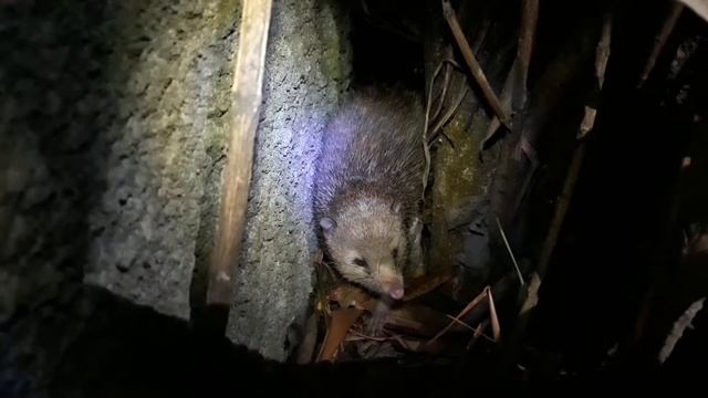 Tenrec (Тенрек) @ Blue Bay, Mauritius смотреть онлайн
