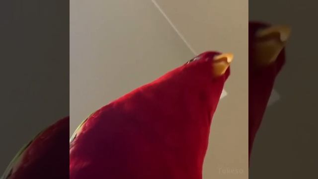 красный попугай смеётся мем смотреть онлайн