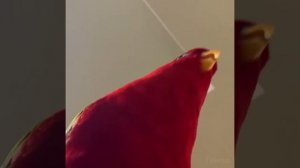 красный попугай смеётся мем