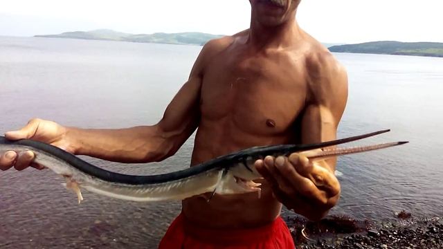 САРГАН ДАЛЬНЕВОСТОЧНЫЙ (Strongylura anastomella). смотреть онлайн