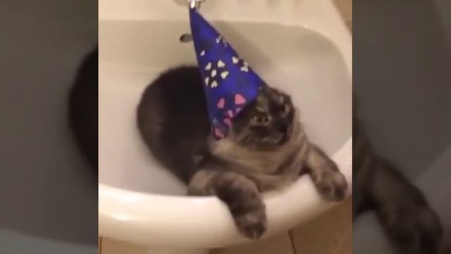 Kitty you are a wizard смотреть онлайн