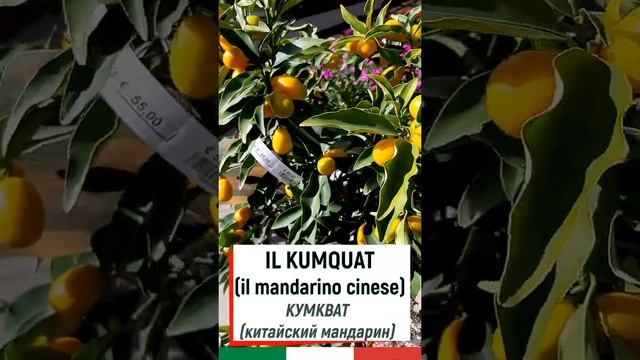 Учим Итальянские Слова по теме РАСТЕНИЯ и ЦИТРУСОВЫЕ - В САДОВОМ ЦЕНТРЕ на итальянском #Shorts смотреть онлайн