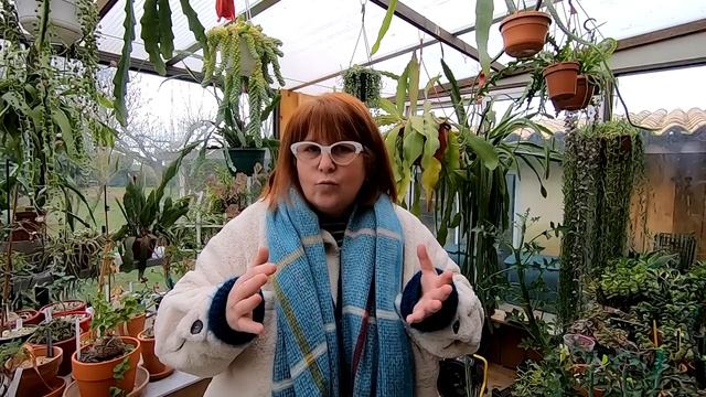 Le SENECIO ROWLEYANUS ?Substrat | Arrosage | Exposition | Engrais | Bouturage ?Zoom sur cette plant смотреть онлайн