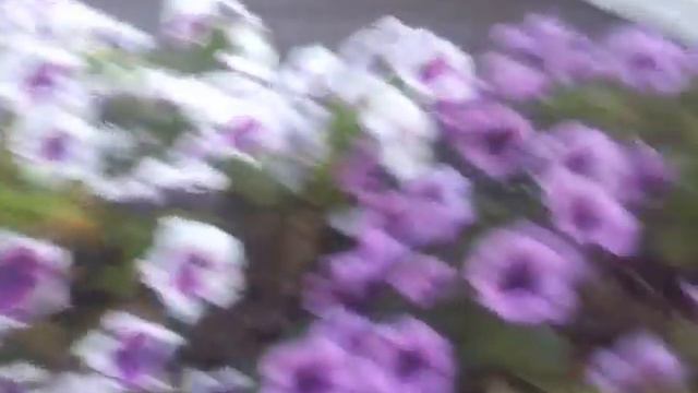 15031 Цветы не только поливаем но и, смотрите сами. смотреть онлайн