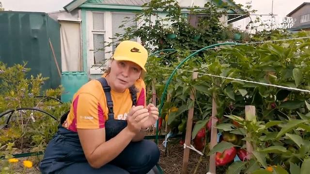 Ах перцы-то какие, толстостенные! смотреть онлайн